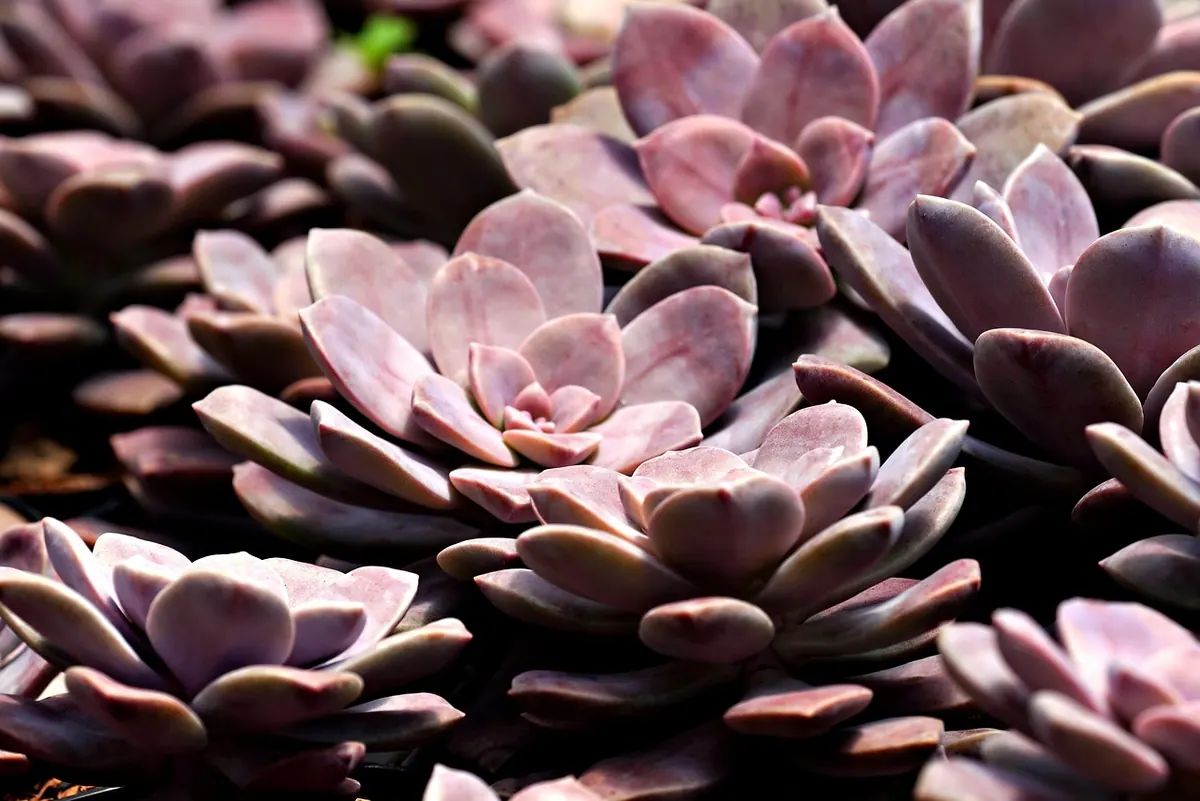 Low-Water Landscaping Ideas for a Modern Terrace